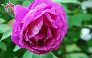 Image result for Most Beautiful Rose Flowers Wallpaper