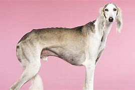 Image result for Tall Dogs