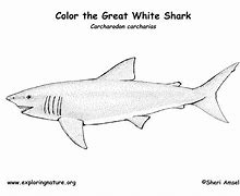 Image result for Great White Shark Coloring