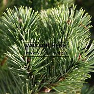 Pinus sylvestris Beuvronensis-साठीचा प्रतिमा निकाल