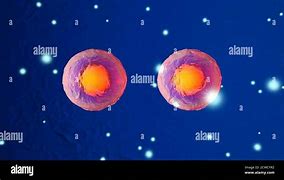 Image result for Stem Cell Mitosis