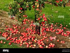 Image result for Apple's On the Ground