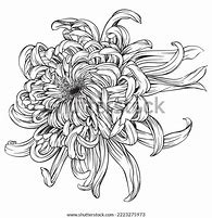 Image result for Chrysanthemum Japan