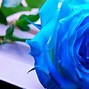 Image result for Images of Green Roses