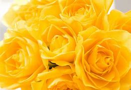 Image result for Yellow Rose Wallpaper for Laptop