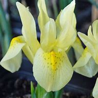 Image result for Iris winogradowii