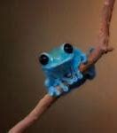 Image result for Colorful Frog Meme