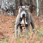Image result for Blue American Pit Bull Terrier
