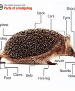 Image result for Hedgehog Diagram