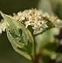 Image result for Native Plants to Washington State Large Leaves and Flowers