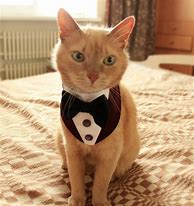 Image result for Cat Wearing Tuxedo Suit