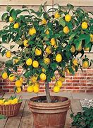 Image result for dwarf citrus trees service
