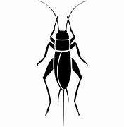 Image result for Cricket Insect Outline Clip Art Black and White