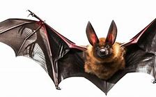 Image result for Vampire Bat Habitat