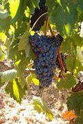 Image result for Col Solare Sangiovese