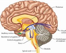 Image result for Side View Brain with Amygdala