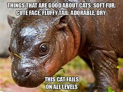 Image result for Terrible Cat Meme