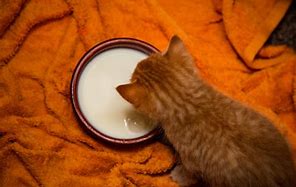 Image result for Cat Drinking Tea Meme