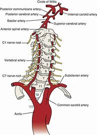 Image result for Cervical Vertebrae C1 C7