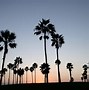 Image result for California Sunset Palm Beach
