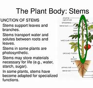Image result for What Is the Function of a Stem