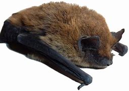 Image result for Bat Pesticides