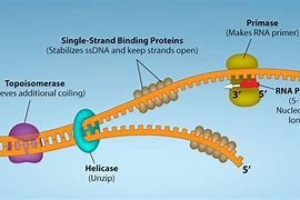 Image result for First Strand cDNA Synthesis