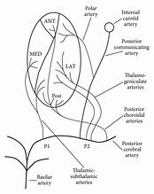Image result for Thalamus Arterial Supply
