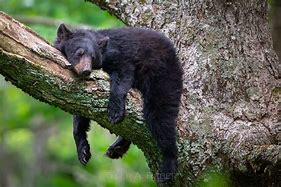 Image result for Sleepy Black Bear
