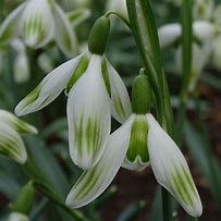 Image result for Galanthus Wifi Yellow Paprika