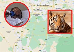 Image result for Tiger Mauls People