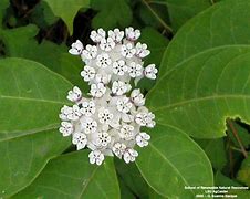 Image result for White Milkweed Plant