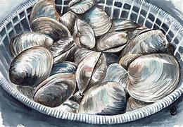 Image result for Clam Art