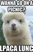 Image result for Funniest Llama Memes