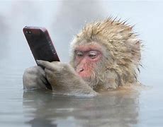 Image result for Water Monkey Meme