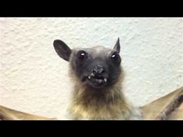 Image result for Bad Taxidermy Bat