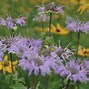 Image result for Picture of Plants That Grow in Wisconsin