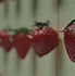 Image result for Across the Universe Strawberry