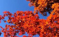 Image result for Kyoto Autumn