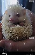 Image result for Albino Pygmy Hedgehog