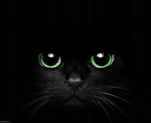 Image result for Black Cat Birthday Memes
