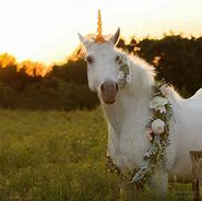 Image result for Unicorn Horse Farm