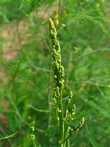 Image result for Asparagus officinalis Argenteuil