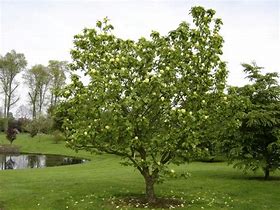 Résultat d’images pour Magnolia brooklynensis Yellow Bird