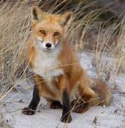 Image result for Red Fox Sitting