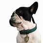 Image result for Dog Collars