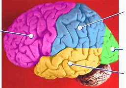 Image result for Where Is Memory in the Brain