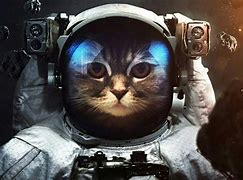 Image result for Cat Astronaut Wallpaper