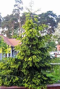 Image result for Picea orientalis Aureospicata