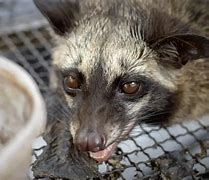 Image result for Civet Coffee